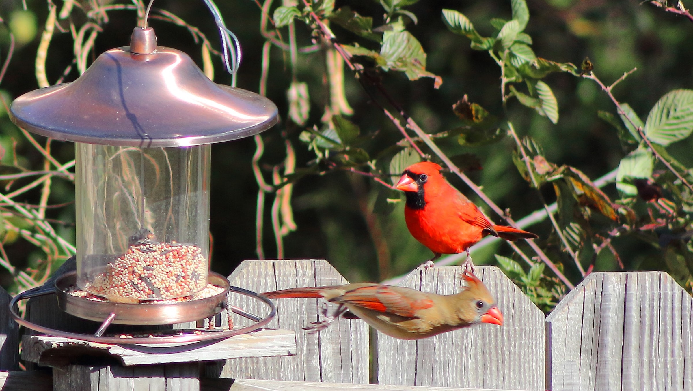 Best Squirrel Proof Bird Feeder - Top Hummingbird feeders